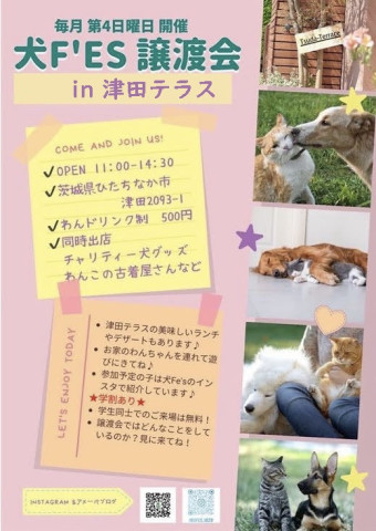犬Fés 保護犬猫の譲渡会 