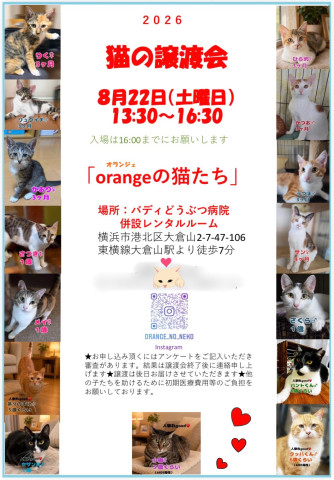 orangeの猫たちin横浜大倉山