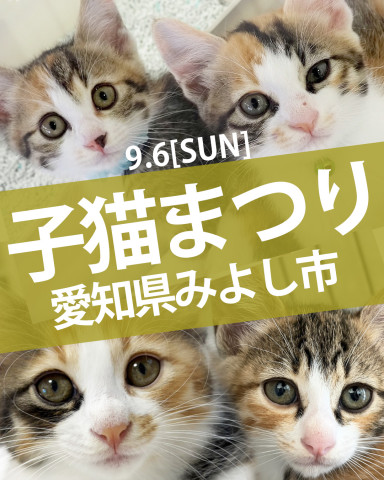 三毛子猫6匹含むチビ猫まつり★みよし市