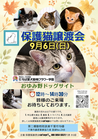 保護猫譲渡会Cat'seye