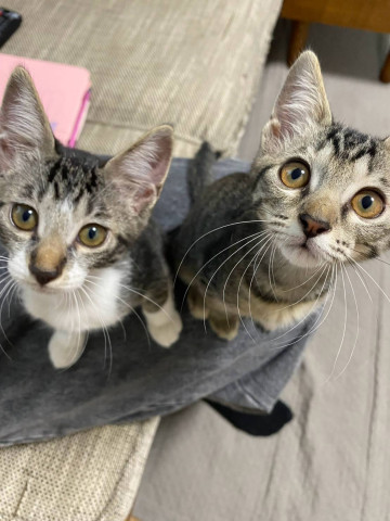 in春日井市☆子ねこ祭り☆保護猫達を暖かいオウチに迎えよう☆2026年8月22日（土）～ 非営利団体「ちーむ にゃいんず」