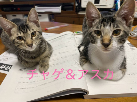 in岡崎市☆子ねこ祭り☆保護猫達を暖かいオウチに迎えよう☆2026年8月23日（日）～ 非営利団体「ちーむ にゃいんず」