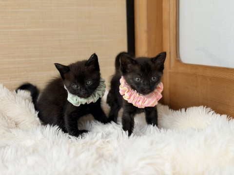 in江南市☆子ねこ祭り☆保護猫達をオウチに迎えよう☆2026年8月23日（日）～ 非営利団体「ちーむ にゃいんず」