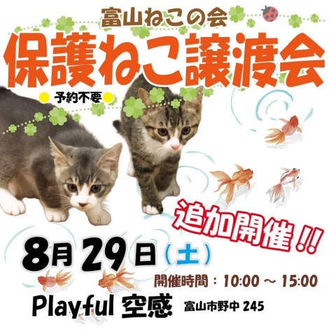 富山ねこの会　保護ねこ譲渡会