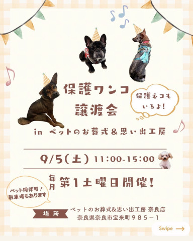 保護猫、保護犬譲渡会