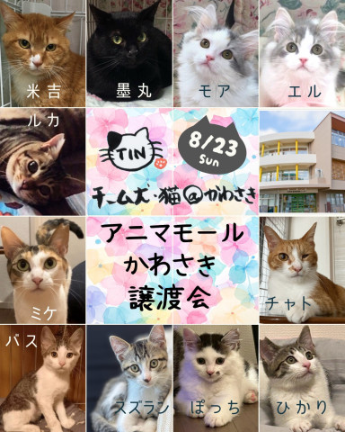 アニマモール譲渡会★チーム犬・猫＠かわさき