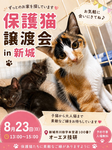 保護猫譲渡会　愛知県新城市オーエヌ技研　仔猫たくさん！予約不要！