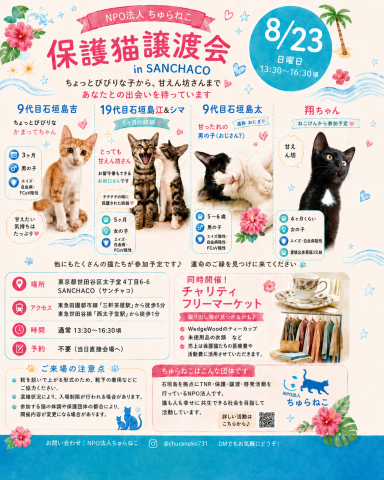 サンチャコでフリマもやっちゃう保護猫譲渡会✨