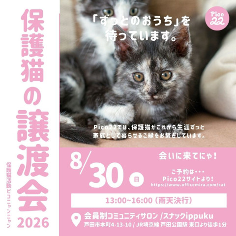 保護猫の譲渡会
