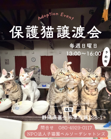 保護猫譲渡会