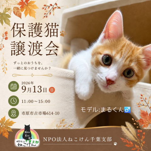 NPO法人ねこけん 千葉支部 譲渡会