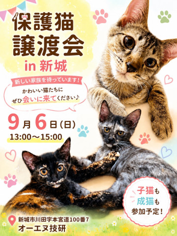 保護猫譲渡会　in愛知県新城市　子猫もいるヨ！