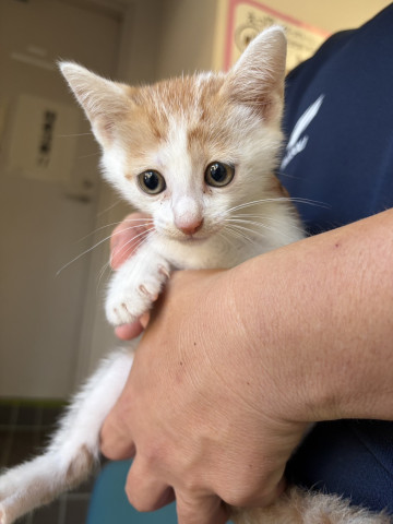in春日井市☆子ねこ祭り☆保護猫達を暖かいオウチに迎えよう☆2026年8月29日（土）～ 非営利団体「ちーむ にゃいんず」