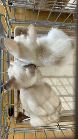 茶白💕シャム系子猫⭐︎おきなわ美ら猫譲渡会♡天白区