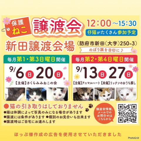 保護ねこ譲渡会