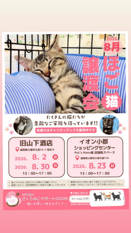 NPO法人さくらねこサポートOGOR Iほご猫譲渡会