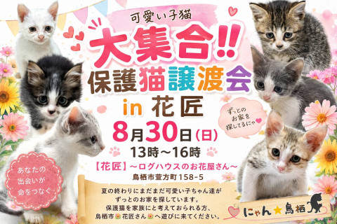 にゃん★鳥栖保護猫譲渡会