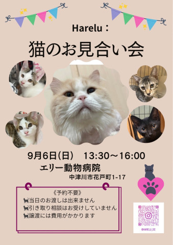 保護猫譲渡会