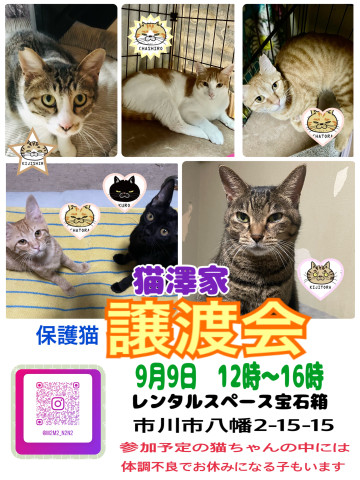 地域猫、保護猫団体猫澤家譲渡会