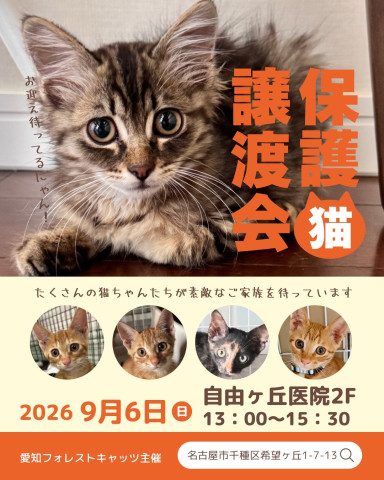 子猫たくさん　保護猫譲渡会　名古屋市
