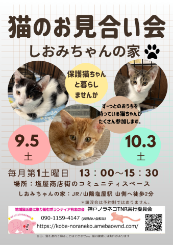 猫のお見合い会　しおみちゃんの家