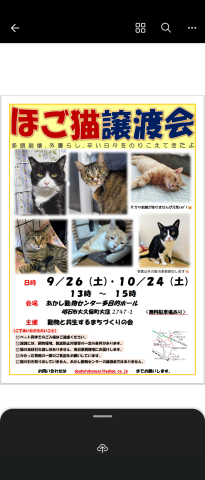 ほご猫譲渡会　IN　明石