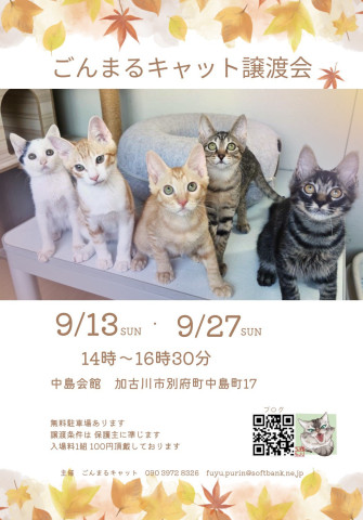 ごんまるキャット譲渡会