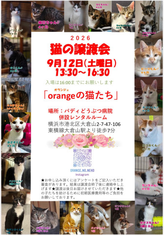 orangeの猫たちin横浜大倉山
