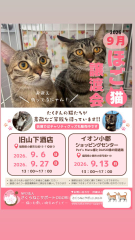 NPO法人さくらねこサポートOGORI譲渡会