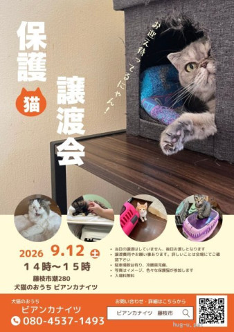 保護猫の譲渡会