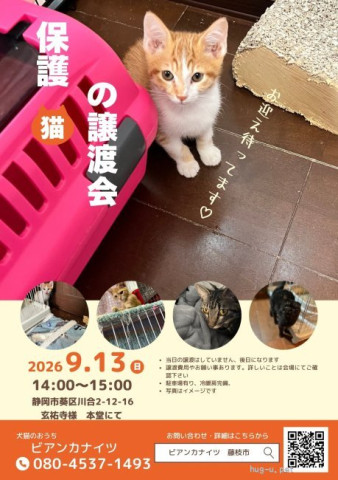 保護猫の譲渡会