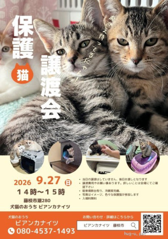 保護猫の譲渡会