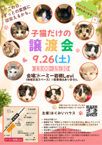 参加するのは子猫だけ！はぐみぃハウス譲渡会