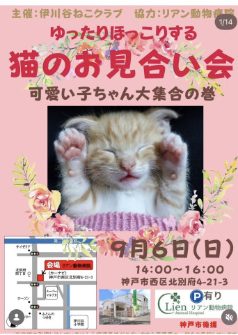 ゆったりほっこり猫のお見合い会