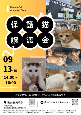 保護猫譲渡会　名古屋　子猫まつり