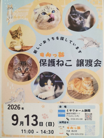 日向っ猫譲渡会inミサワホーム静岡