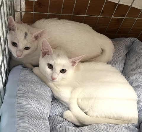 保護ねこ譲渡会in周南市