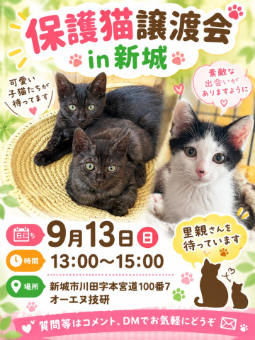 保護猫譲渡会　in愛知県新城市　子猫たくさん！