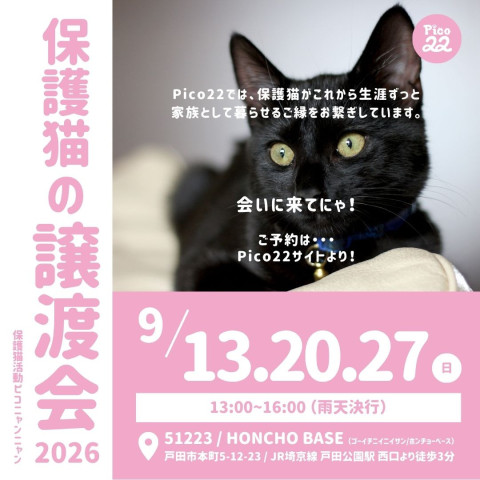 Pico22保護猫の譲渡会