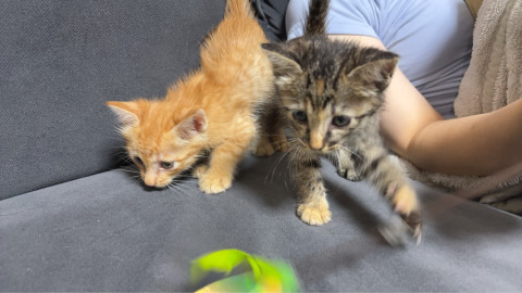 in日進市☆子猫祭り☆保護猫達を暖かいオウチに迎えよう☆2026年9月12日（土）～ 非営利団体「ちーむ にゃいんず」