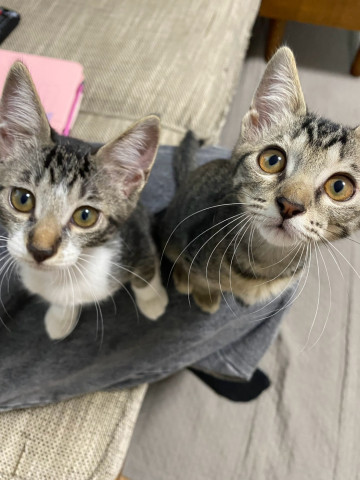 in名古屋市☆子ねこ祭り☆保護猫達をオウチに迎えよう☆2026年9月13日（日）～ 非営利団体「ちーむ にゃいんず」