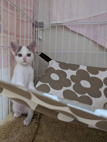 in名古屋市☆子ねこ祭り☆保護猫達をオウチに迎えよう☆2026年9月13日（日）～ 非営利団体「ちーむ にゃいんず」