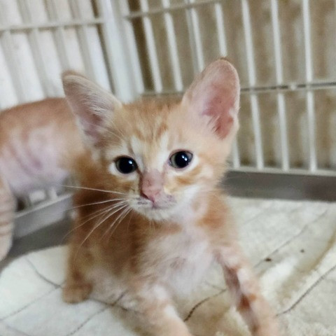 待ちねこ譲渡会　子猫が大集合！