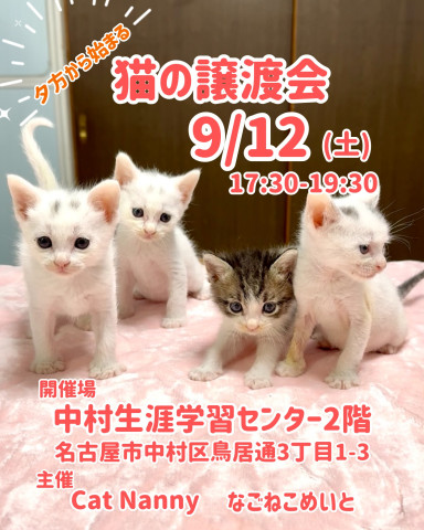 猫の譲渡会　夕方編