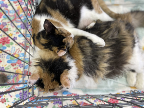 おきなわ美ら猫譲渡会♡天白区♡茶トラ☆シャム系☆フワフワ祭り