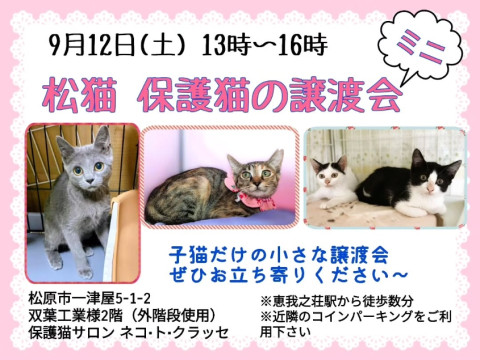 松猫さんの【子猫だけの出張ミニ譲渡会】♪