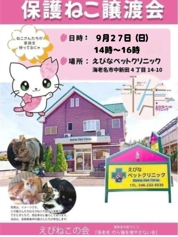 保護ねこ譲渡会@海老名
