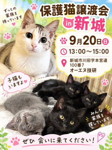 保護猫譲渡会　in愛知県新城市　子猫たくさん！