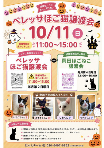 ベレッサほご猫譲渡会