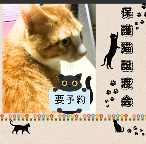 道の駅井波　保護猫譲渡会